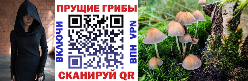 купить наркоту  Судак  Псилоцибиновые грибы прущие грибы 